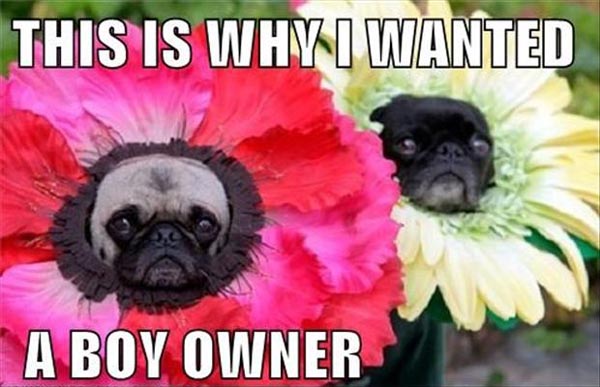 This-Is-Why-I-Wanted-A-Boy-Owner-Funny-Flower-Meme-Image.jpg