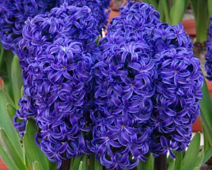 hyacinthus-orientalis-aida800Main.jpg