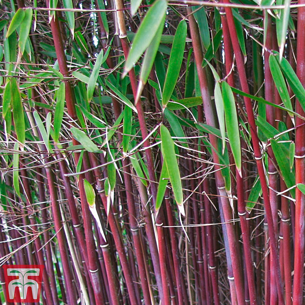 z-bamboo-2.jpg