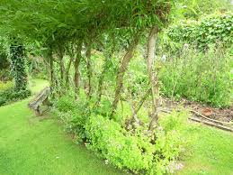 Suggestions for a privacy hedge | Gardening Forums