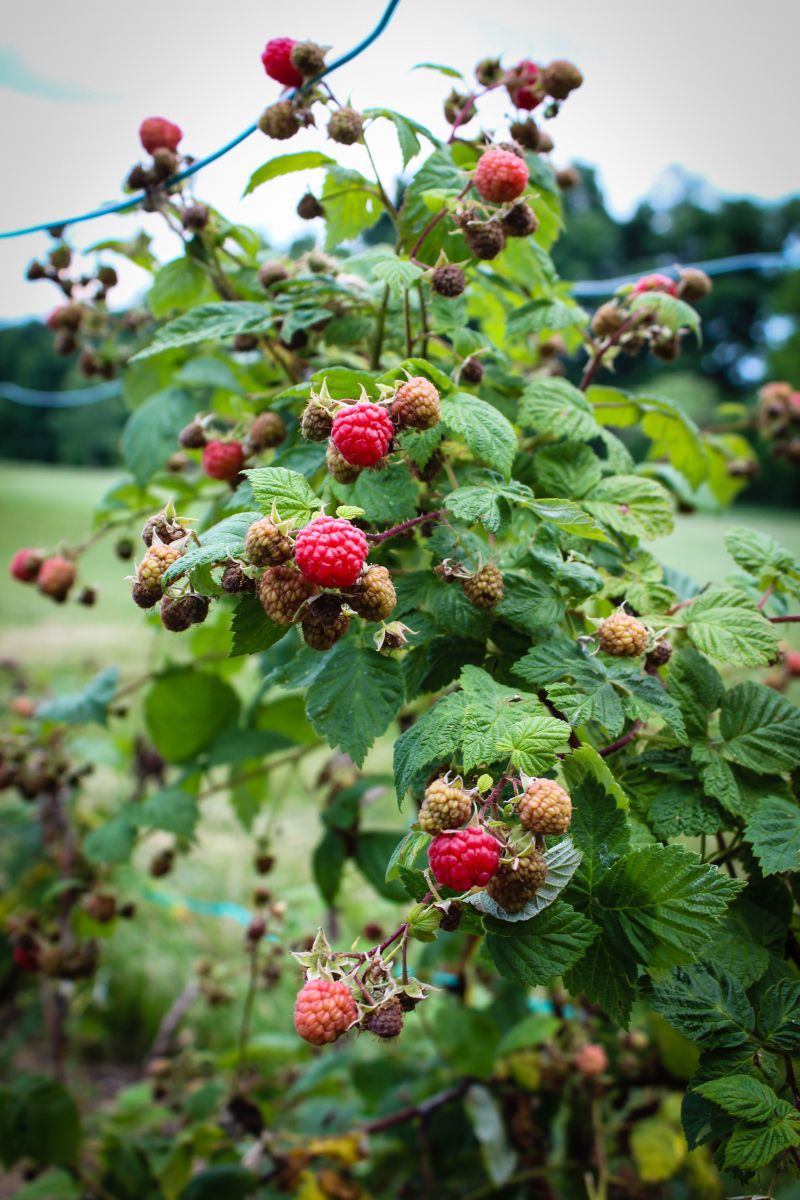 Backyard Raspberries